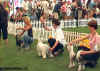 Konkurence psů v soutěži o CACIB.