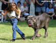 Chvílemi soutěž v junior handlingu vypadala jako soutěž Dítě a pes, ale měla své kouzlo.
