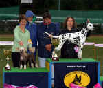Vítěz Best in Show - dalmatin, res. BIS Chinese Crested Dog Ich. Gessi Modrý květ