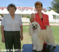 National dog show Estoril 2006 - BOB Cody z Haliparku, judge: Valerie Foss, Great Britain