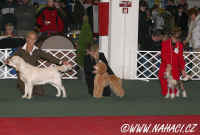 Puppy final competition...