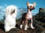 Dvě interšampionky plemene čínský chocholatý pes.