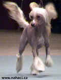Ich. Gessi Modrý květ - Dog of the Year 2002 ATK, chinese crested dog, owner: Brychtová