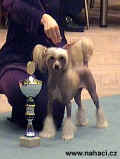 Pes roku 2002 ATK  + 4. místo v BIS této prestižní klubové soutěže.