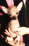 Čínský chocholatý pes - téměř čistý naháč s minimem osrstění (na hlavě málo a řídké, na nožkách nic a na ocásku pár chloupků).