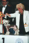 Prefix Hold Your Horses - Best in Show Puppy 2001 winner.