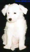 Amadeus Nezkrotná markýza je jeden z mála čistě bílých psů u nás.