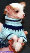 Pro štěně naháčka budete v zimě potřebovat svetřík.