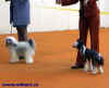 Nedělní soutěž o CACIB psů - Duke Sub Divo a Goldenberry Orca. 
