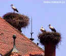 Čápi našli na střeše zámku mnoho ideálních míst pro svá hnízda.
